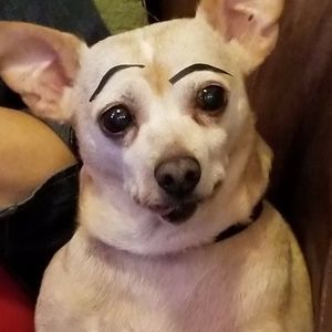 Meet your Posher, Monica